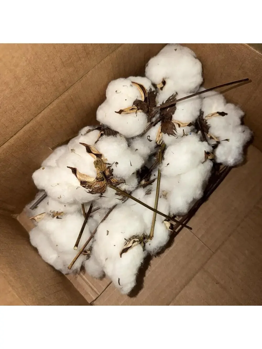 Cotton Stems, Natural Cotton Balls Cool House Decor Lot